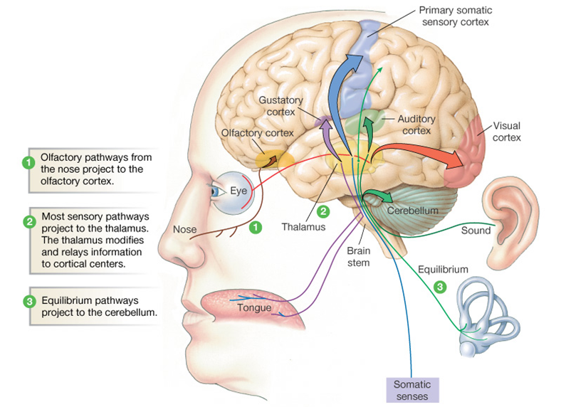 Sensory stimulation for dementia. Sensory stimulation is brain stimulation. Showing how our sense organs connect with the brain.